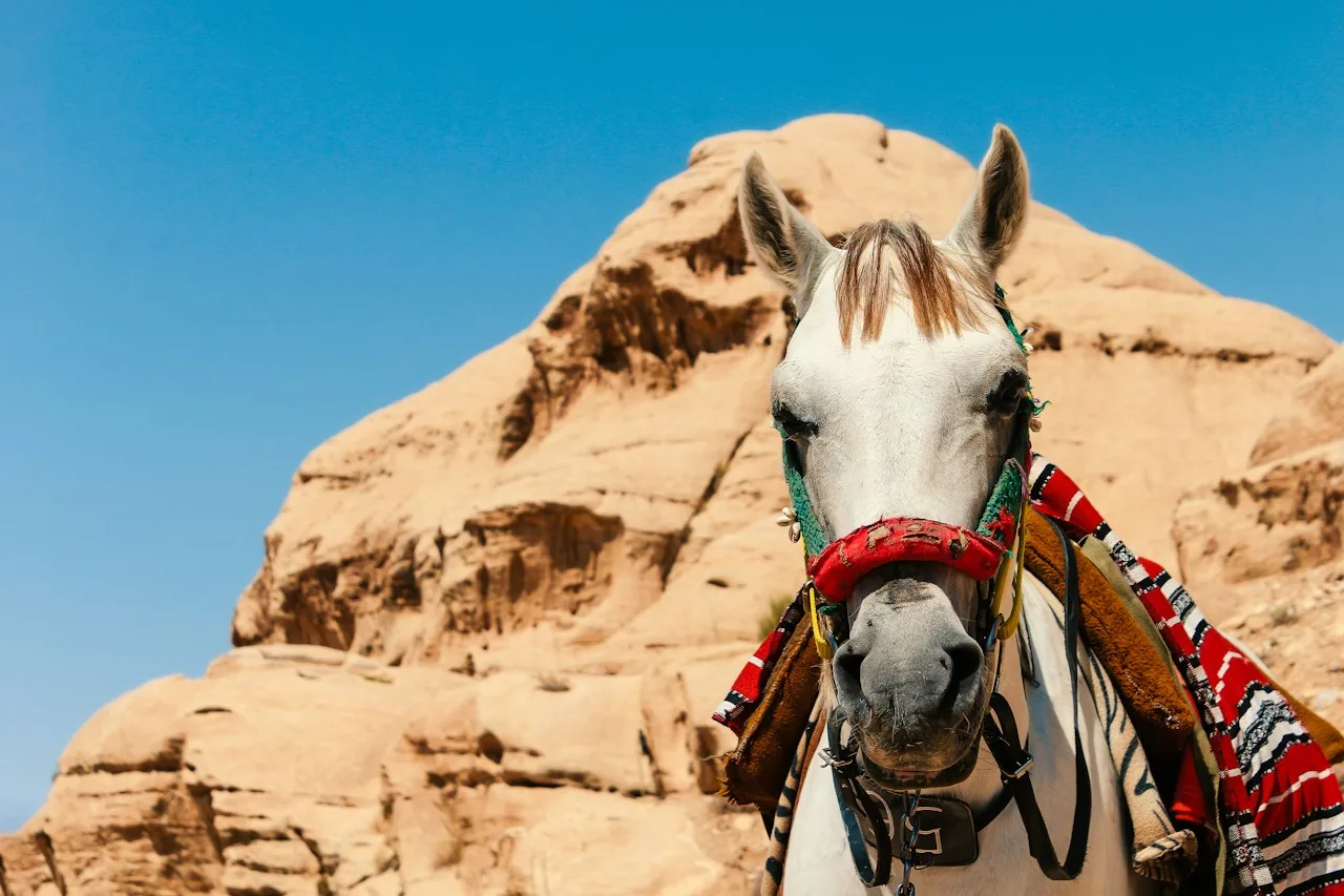 Caballo blanco ensillado ante un paisaje rocoso de Petra, Jordania; foto ilustrativa, no de Merzouga.